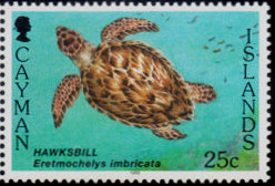 Colnect-2819-895-Hawksbill-Turtle-Eretmochelys-imbricata.jpg