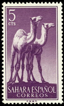 Colnect-1399-267-Dromedary-Camelus-dromedarius.jpg