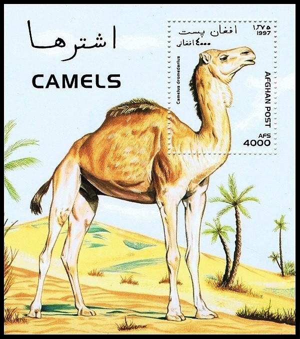 Colnect-2088-033-Dromedary-Camelus-dromedarius.jpg