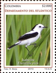 Colnect-1701-502-Pied-Water-Tyrant-Fluvicola-pica-.jpg