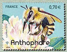 Colnect-3312-445-Digger-Bee-Anthophora-sp-.jpg