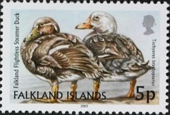Colnect-489-958-Falkland-Steamer-Duck-Tachyeres-brachypterus.jpg