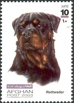 Colnect-543-718-Rottweiler-Canis-lupus-familiaris.jpg
