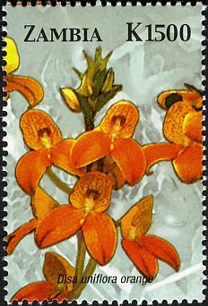 Colnect-2657-587-Disa-uniflora-orange.jpg