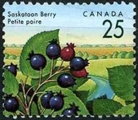 Colnect-949-268-Saskatoon-berry.jpg