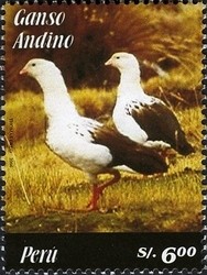 Colnect-1584-592-Andean-Goose-Chloephaga-melanoptera.jpg