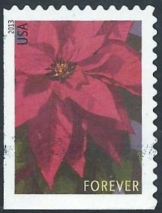 Colnect-2170-452-Poinsettia-Plant---Large.jpg