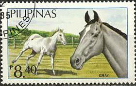 Colnect-2860-169-Gray-Horse-Equus-ferus-caballus.jpg