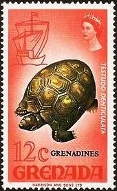 Colnect-4292-447-Yellow-footed-Tortoise-Testudo-denticulata---Overprinted.jpg