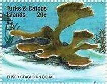 Colnect-5767-869-Fused-staghorn-coral.jpg