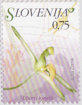 Colnect-3011-587-Flowers-of-Slovenia---liparis-loeselii.jpg