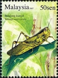 Colnect-1446-517-Javanese-Grasshopper-Valanga-nigricornis.jpg