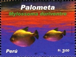 Colnect-1591-466-Silver-Mylossoma-Mylossoma-duriventre-.jpg