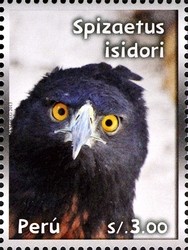 Colnect-2360-141-Black-and-chestnut-Eagle-Spizaetus-isidori.jpg