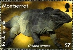 Colnect-1523-991-Rhinoceros-Iguana-Cyclura-cornuta.jpg
