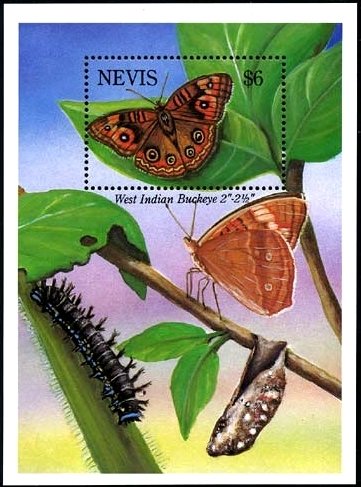 Colnect-2159-910-Pair-of-Polydamas-Swallowtail-Papilio-polydamas.jpg