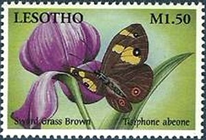 Colnect-2245-922-Swordgrass-Brown-Tisiphone-abeone.jpg