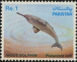 Colnect-887-097-Blind-Indus-Dolphin-Platanista-indi.jpg