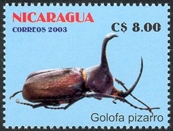 Colnect-911-720-Rhinoceros-Beetle-Golofa-pizarro.jpg