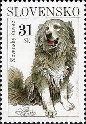 Slovensky-Cuvac-Canis-lupus-familiaris.jpg