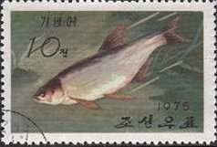 Colnect-1475-005-Whitefish-Coregonus-sp.jpg