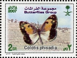Colnect-1729-739-Blue-spotted-Arab-Colotis-phisadia.jpg