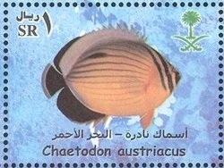 Colnect-1729-772-Black-tailed-Butterflyfish-Chaetodon-austriacus.jpg