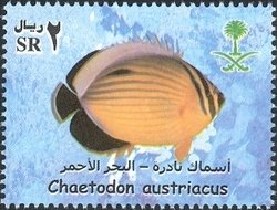 Colnect-1729-814-Black-tailed-Butterflyfish-Chaetodon-austriacus.jpg