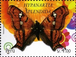 Colnect-2360-142-Mapwing-Butterfly-Hypanartia-splendida.jpg
