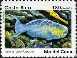 Colnect-1723-304-Ember-Parrotfish-Acarus-rubroviolaceus.jpg