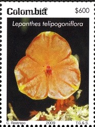 Colnect-1701-355-Lepanthes-telipogoniflora.jpg