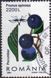 Colnect-757-035-Blackthorn-Prunus-spinosa.jpg