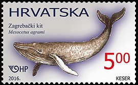 Colnect-3605-776-Fossil-Croatian-Whale-Mesocetus-agrami.jpg