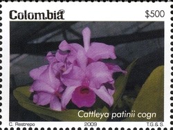 Colnect-1701-345-Cattleya-patinii-cogn.jpg