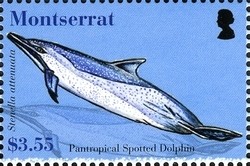 Colnect-1524-016-Pantropical-Spotted-Dolphin-Stenella-attenuata.jpg