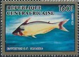 Colnect-4168-277-African-Butter-Catfish-Eutropius-sp.jpg