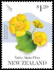 Colnect-5588-780-Mountain-buttercup-Ranunculus-insignis.jpg