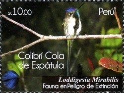 Colnect-1597-761-Marvelous-Spatuletail-Loddigesia-mirabilis.jpg