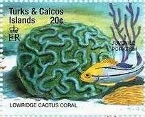 Colnect-5767-873-Lowridge-cactus-coral-juvenile-porkfish.jpg