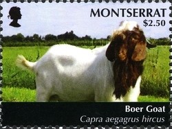 Colnect-1524-128-Boer-Goat-Capra-aegagrus-hircus.jpg