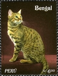 Colnect-1585-007-Leopard-Cat-Prionailurus-bengalensis.jpg