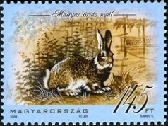 Colnect-500-556-Hungarian-Giant-Rabbit-Oryctolagus-cuniculus-domesticus-.jpg