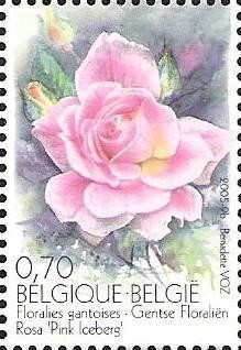 Colnect-567-760-Floralia-of-Ghent-Rosa--quot-Pink-Iceberg-quot-.jpg