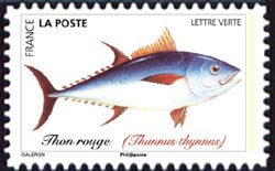 Colnect-5639-654-Atlantic-Bluefin-Tuna-Thunnus-thynnus.jpg