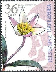 Colnect-575-825-Tulipa-mariannae.jpg