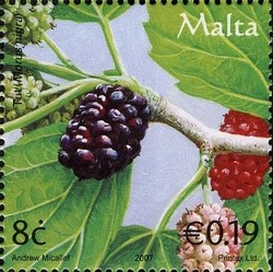 Colnect-657-671-Black-mulberries-Morus-nigra.jpg