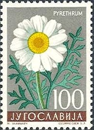 Colnect-1016-965-Dalmation-Pyrethrum-Chrysanthemum-cinerariaefolium.jpg