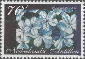 Colnect-966-924-Plumbago-auriculata.jpg