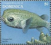 Colnect-3206-718-Porcupinefish-Diodon-sp.jpg