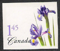 Colnect-2417-655-Purple-Dutch-Iris.jpg